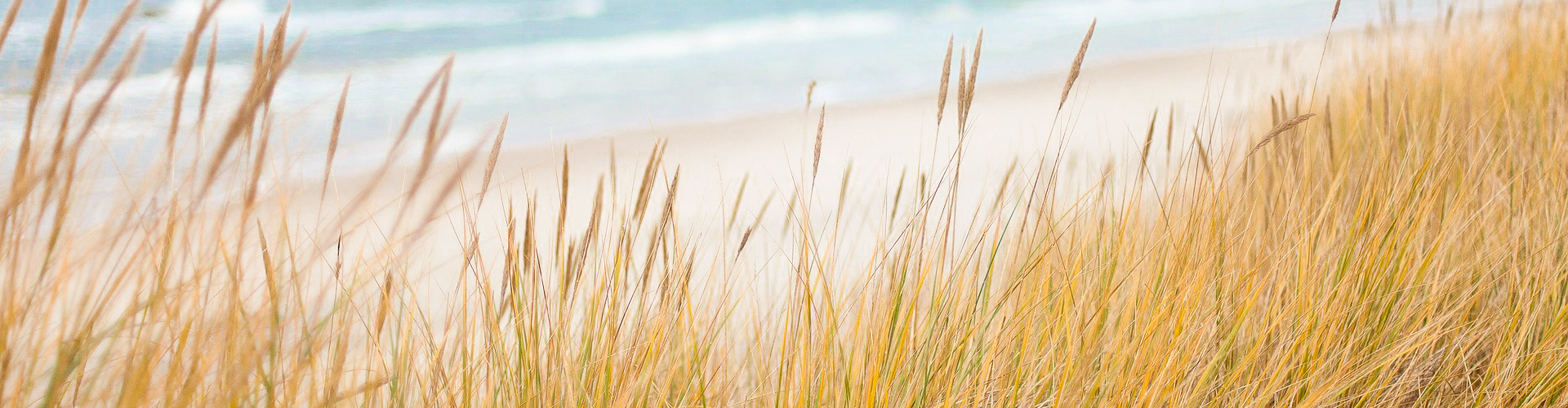 Schilf am Meer