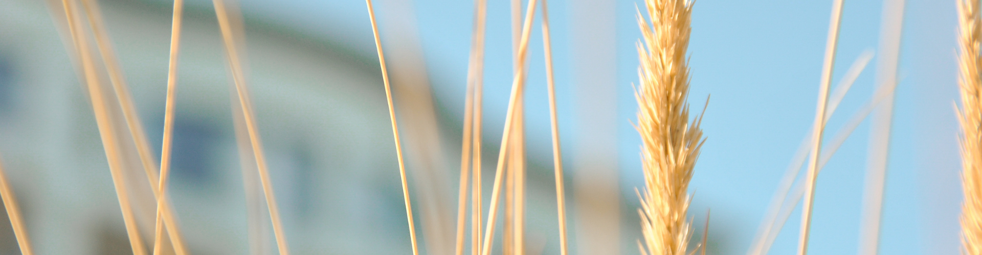 Dünengras am Meer