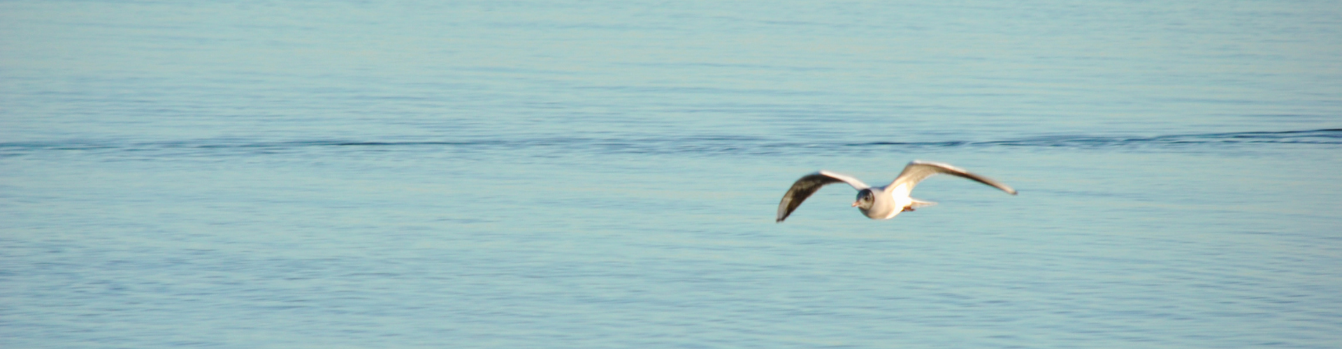 Möwe fliegt über das Meer
