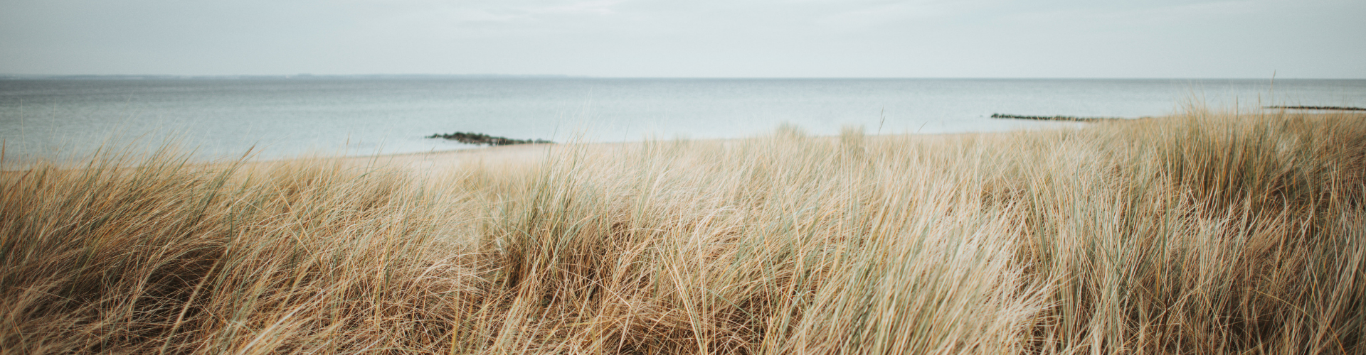 Schilf an der Ostsee